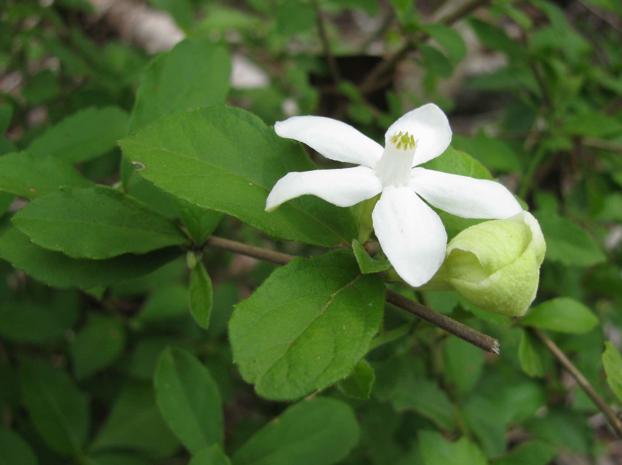 Samyda yucatanensis